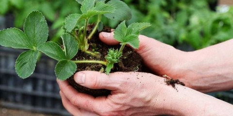 Kako posaditi jagode sa brkovima